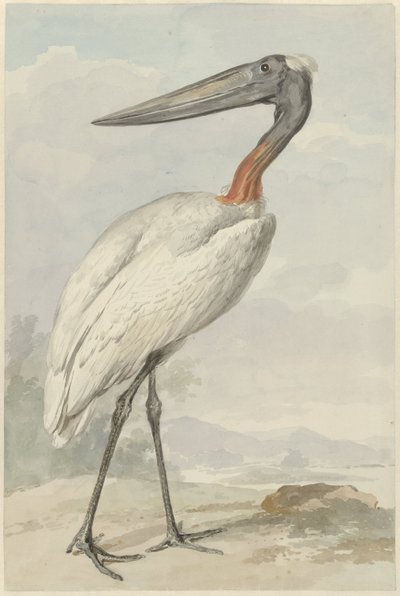 Jabiroe (Jabiroe mycteria) alkotó: Aert Schouman