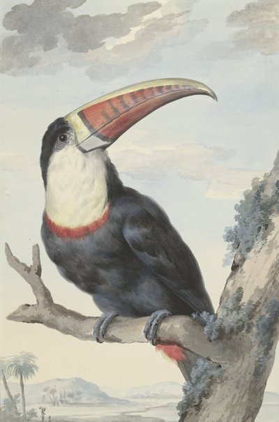 Vöröscsőrű tukán, 1748 alkotó: Aert Schouman
