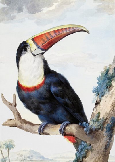 Vöröscsőrű tukán alkotó: Aert Schouman