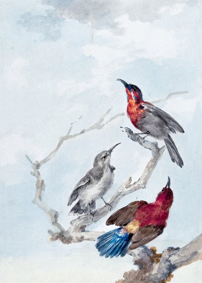 Három vörös napmadár alkotó: Aert Schouman