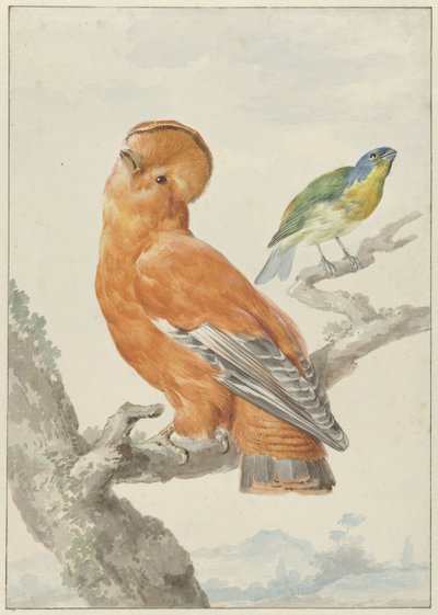 Két egzotikus madár Két madár: egy narancssárga kakas (Rupicola rupicola) és egy szivárványsármány (Passerina leclancherii) alkotó: Aert Schouman