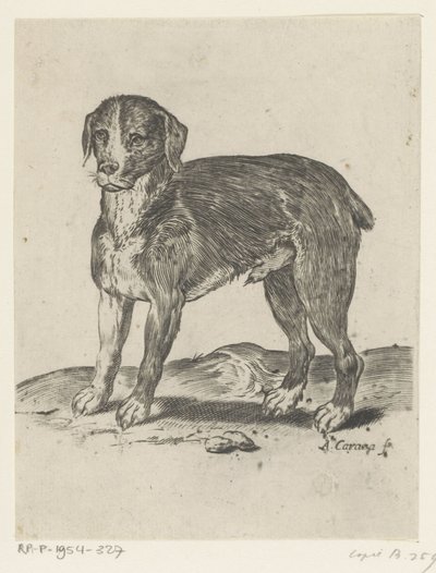 álló kutya alkotó: Agostino Carracci