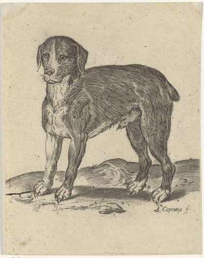 álló kutya alkotó: Agostino Carracci