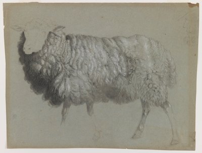 Tanulmány egy anyajuhról, 1855 körül (grafit, zsírkréta és kréta szürkés-zöld papíron) alkotó: Albert Bierstadt