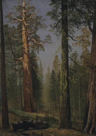 A Grizzly óriás mamutfenyő, Mariposa Grove, Kalifornia alkotó: Albert Bierstadt