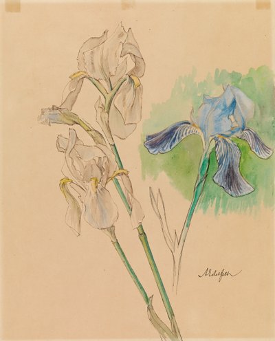 Íriszek alkotó: Albert Edelfelt