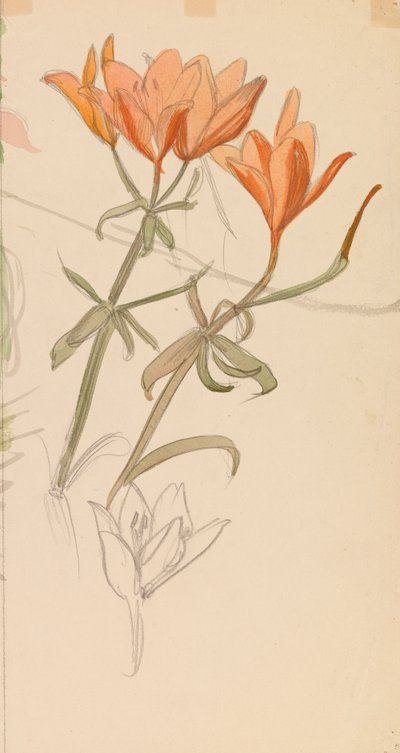 Orange Lilien alkotó: Albert Edelfelt