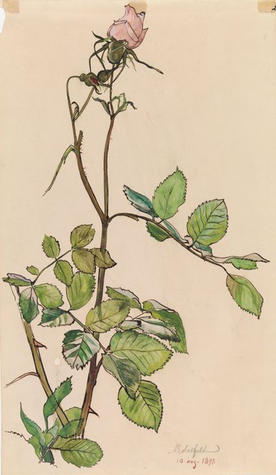 Rózsa alkotó: Albert Edelfelt