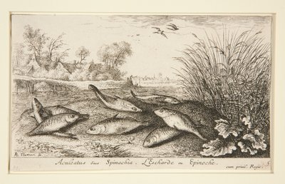 Aculeatus vagy Spinachia. L alkotó: Albert Flamen