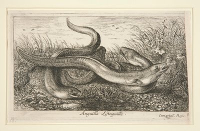 Anguilla. L alkotó: Albert Flamen