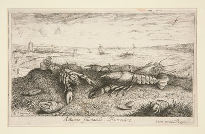 Astacus fluriatilis. L alkotó: Albert Flamen