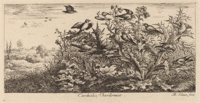 Carduelis, Az aranypinty alkotó: Albert Flamen