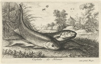 Három domolykó a folyóparton cephalus. Le Meunier. (cím a tárgyon) Halak és más tengeri lények – édesvízi első sorozat (sorozat címe) Diverse Especes de Poissons d