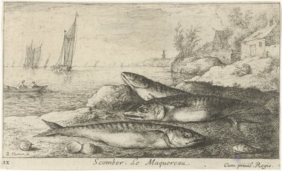 Három makréla a tengerparton Scomber. Le Maquereau. (cím a tárgyon) Halak és más tengeri élőlények – sósvízi első sorozat (sorozat címe) Diverse Especes de Poissons de mer (sorozat címe) alkotó: Albert Flamen
