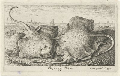Három sugár a tengerparton rája. La Raye. (cím a tárgyon) Halak és más tengeri élőlények – sósvízi második sorozat (sorozat címe) Poissons de mer (sorozat címe) alkotó: Albert Flamen