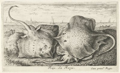 Drie roggen op het strand Raja. La Raye. (title on object) Vissen en andere zeedieren - zoutwater tweede reeks (series title) Poissons de mer (series title)   1373530   hu       hungarian Successfully Translated  Original: Geseling van Christus Val en de v alkotó: Albert Flamen