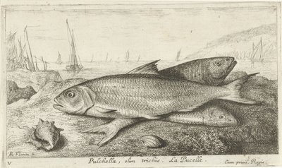 Három hal a parton Pulchella, olim trichis. La Pucelle. (cím a tárgyon) Halak és más tengeri élőlények – sósvízi első sorozat (sorozat címe) Diverse Especes de Poissons de mer (sorozat címe) alkotó: Albert Flamen
