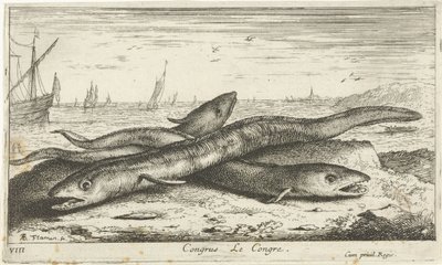 Három tengeri angolna a tengerparton Kongresszus Le Congress. (cím a tárgyon) Halak és más tengeri élőlények – sósvízi első sorozat (sorozat címe) Diverse Especes de Poissons de mer (sorozat címe) alkotó: Albert Flamen