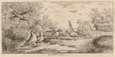 Garrulus, The Jay alkotó: Albert Flamen