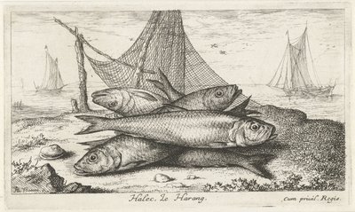 Csapok a halászhálóban Halec, LeHarang. (cím a tételen) Halak és más tengeri élőlények – sósvízi második sorozat (sorozat címe) Poissons de mer (sorozat címe) alkotó: Albert Flamen