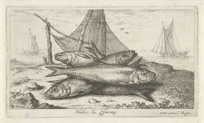 Hering halászhálóban Halec, Le Harang. (cím a tárgyon) Halak és más tengeri élőlények – sósvízi második sorozat (sorozat címe) Poissons de mer (sorozat címe) alkotó: Albert Flamen