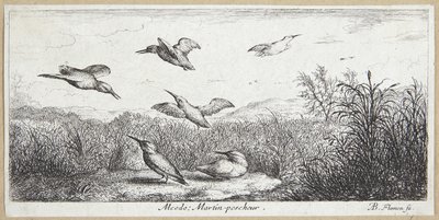 A jégmadár (Alcedo) alkotó: Albert Flamen