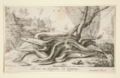 Muraena vagy Lampetra. La Lamproye alkotó: Albert Flamen