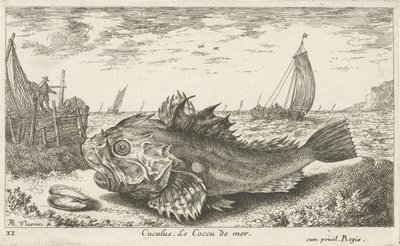 Poon a tengerparton Cuculus. Le Coccu de mer (cím a tárgyon) Halak és más tengeri élőlények – sósvízi első sorozat (sorozat címe) Diverse Especes de Poissons de mer (sorozat címe) alkotó: Albert Flamen