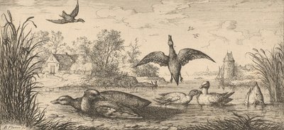 Querquedula, Cercelle A kékeszöld: Livre d