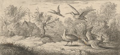 Rusticula, Beccasse The Woodcock: Livre d