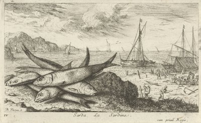 Szardínia a tengerparton Sarda, La Sardine. (cím a tárgyon) Halak és más tengeri élőlények – sósvízi első sorozat (sorozat címe) Diverse Especes de Poissons de mer (sorozat címe) alkotó: Albert Flamen
