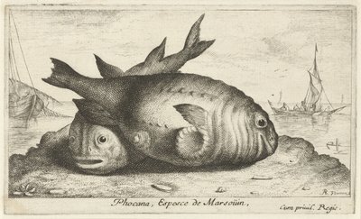 Két delfin a tengerparton Phoca Na, Espèce de Marsoüin, (cím a tárgyon) Halak és egyéb tengeri élőlények – Sósvízi harmadik sorozat (sorozat címe) Poissons de mer (sorozat címe) alkotó: Albert Flamen