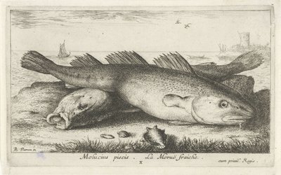 Két tőkehal a parton Molucius piscis. Le Morue Fraiche. (cím a tárgyon) Halak és más tengeri élőlények – sósvízi második sorozat (sorozat címe) Poissons de mer (sorozat címe) alkotó: Albert Flamen