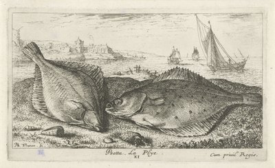 Két lepényhal a tengerparton Psetta. La Plye. (cím a tételen) Halak és más tengeri élőlények – sósvízi második sorozat (sorozat címe) Poissons de mer (sorozat címe) alkotó: Albert Flamen