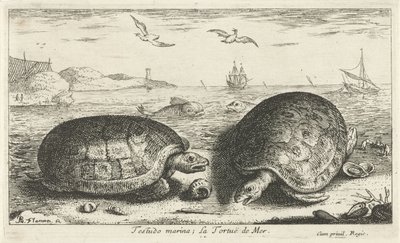 Két teknős a tengerparton testudo marina; La Tortuë de Mer (cím a tárgyon) Halak és más tengeri élőlények – sósvízi második sorozat (sorozat címe) Poissons de mer (sorozat címe) alkotó: Albert Flamen