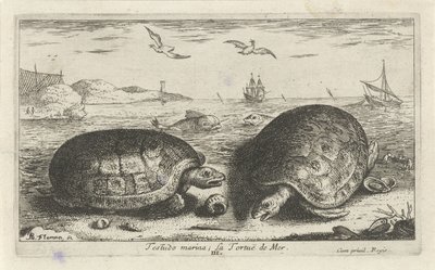 Két teknős a tengerparton Testudo marina; La Tortuë de Mer (cím a tárgyon) Halak és más tengeri élőlények – sósvízi második sorozat (sorozat címe) Poissons de mer (sorozat címe) alkotó: Albert Flamen