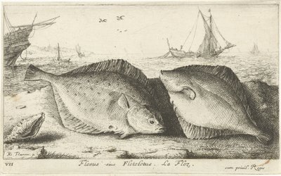 Két lepényhal a tengerparton Flesus siue Fleteletus. La flez. (cím a tárgyon) Halak és más tengeri élőlények – sósvízi első sorozat (sorozat címe) Diverse Especes de Poissons de mer (sorozat címe) alkotó: Albert Flamen