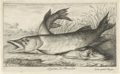 Két csuka a folyóparton Lucius. Le Brochet. (cím a tárgyon) Halak és más tengeri lények – édesvízi első sorozat (sorozat címe) Diverse Especes de Poissons d