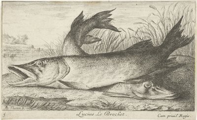 Két csuka a folyóparton Lucius. Le Brochet. (cím a tárgyon) Halak és más tengeri lények – édesvízi első sorozat (sorozat címe) Diverse Especes de Poissons d