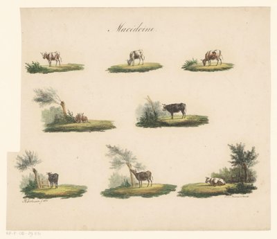 Tehenek a tájban Macedoine (cím a tárgyon) alkotó: Albertus Verhoesen
