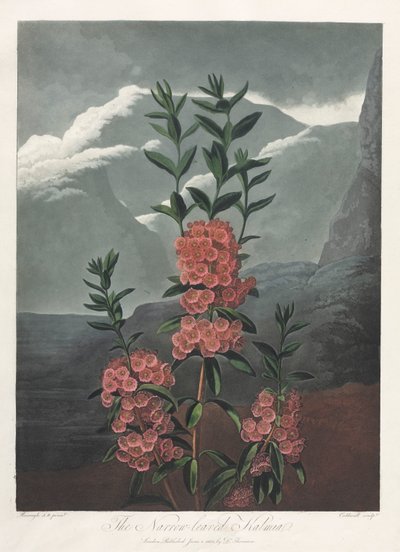 A Flora temploma, avagy a természet kertje: a keskeny levelű kalmia alkotó: Albrecht Altdorfer