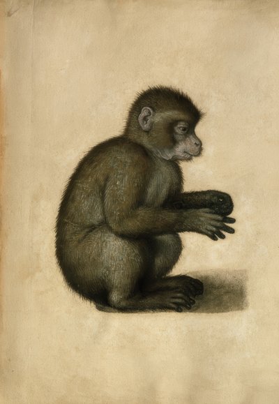Majom / akvarell, A.Dürer nevéhez fűződik. alkotó: Albrecht Dürer