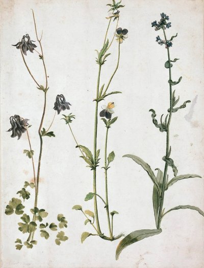 Columbine, árvácska és ökörnyelv, 16. század első negyede... alkotó: Albrecht Dürer