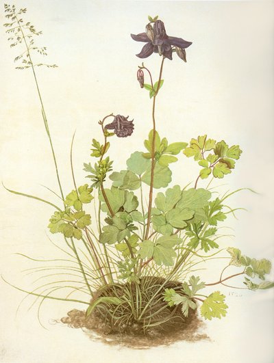 Albrecht D Columbine alkotó: Albrecht Dürer