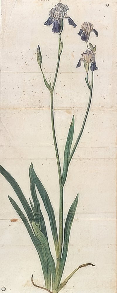 Kék virágú írisz - Iris Germanica (Iris Trojana?). 1503 körül alkotó: Albrecht Dürer