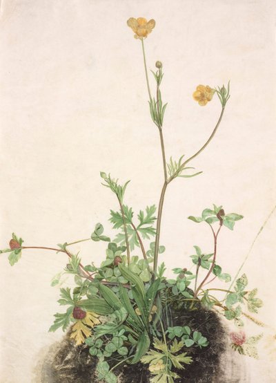 Boglárka, vörös lóhere és útifű, 1526. alkotó: Albrecht Dürer