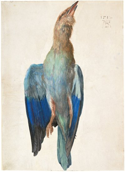 Dead Blue Roller, 1500 vagy 1512 alkotó: Albrecht Dürer
