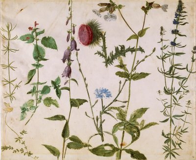Nyolc tanulmány a vadon élő virágokról, kb. 1515-1520. alkotó: Albrecht Dürer