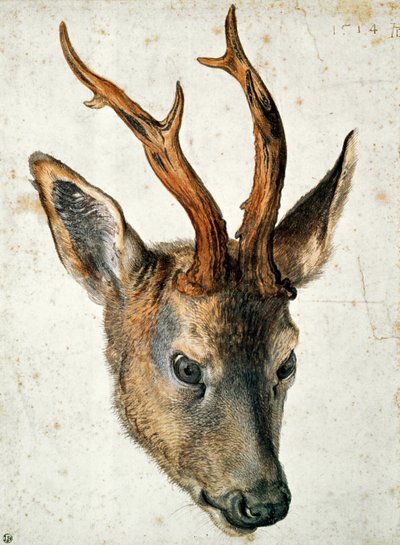 Egy őz feje (toll, tinta és WC papíron) alkotó: Albrecht Dürer