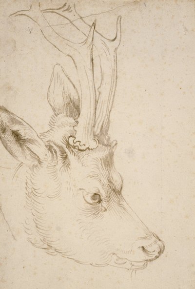Egy Roebuck feje alkotó: Albrecht Dürer
